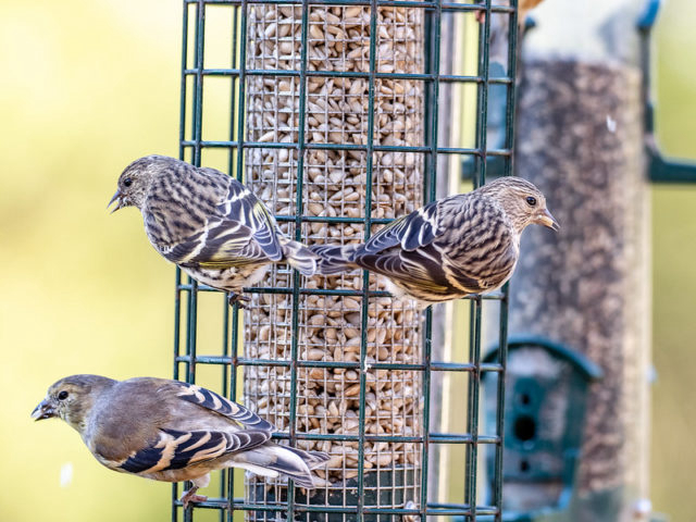 Seasonal Bird Feeding: Navigating Content Access Blocks