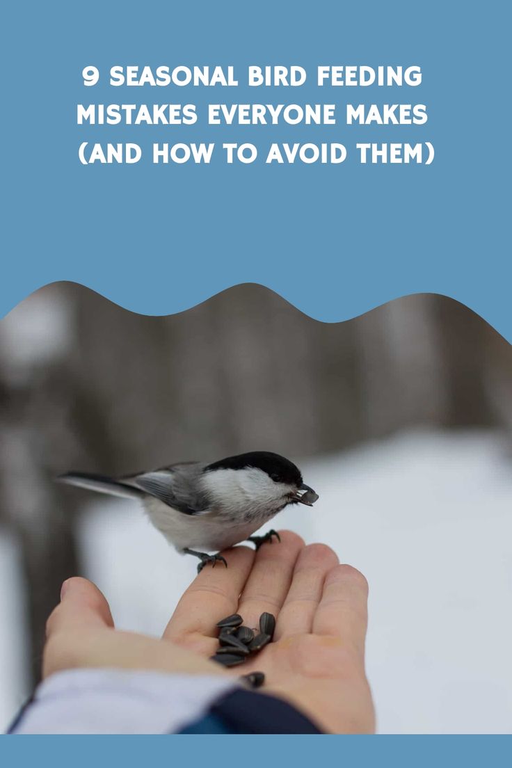The Elusive Guide: Seasonal Bird Feeding Content Scarcity